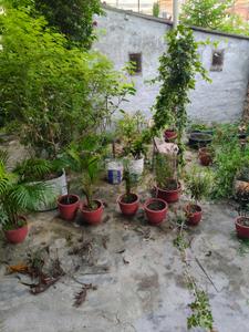 Image of 1100 Sq.ft 2 BHK Builder Floor for rent in Maripur, Muzaffarpur for Rs. 7500