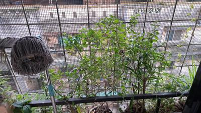 Balcony Image of 675 Sq.ft 1 BHK Apartment / Flat for sale in Kharghar Navi Mumbai for Rs. 6500000