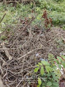 Image of 2400 Sq.ft Residential Plot / Land for sale in Vidyaranyapura, Bengaluru for Rs. 17500000