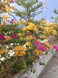 Anakapalle Plot View 2