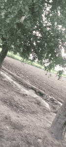 Agricultural Land