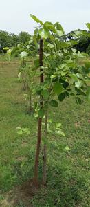 Image of 200 Sq.ft Residential Plot / Land for sale in Kothavalasa, Visakhapatnam for Rs. 1200000