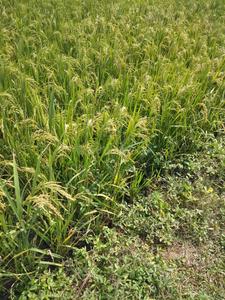 Image of 162000 Sq.ft Residential Plot / Land for sale in Keesara, Secunderabad for Rs. 240000000
