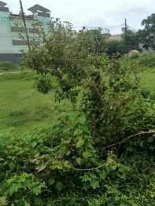 Image of 1200 Sq.ft Residential Plot / Land for sale in New Rani Bagh, Indore for Rs. 8800000