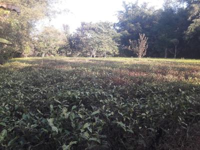 Image of 5775 Sq.ft Residential Plot / Land for sale in Podum Nagar 2, Dibrugarh for Rs. 500000
