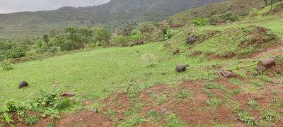 Image of 1000 Sq.ft 1 RK Farm House for sale in Khed Shivapur, Pune for Rs. 700000