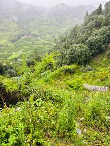 Image of 720 Sq.ft Residential Plot / Land for sale in Mukteshwar, Nainital for Rs. 7250000