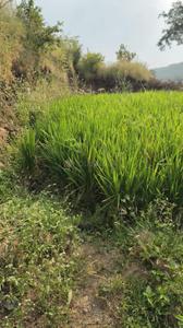 Image of 11000 Sq.ft Residential Plot / Land for sale in Bhor, Pune for Rs. 1850000