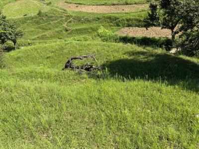 Agricultural Land