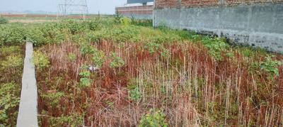 Chapak water park plot Plot View 3