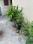 Balcony Image of Tarbahar  in Vidya Nagar, Bilaspur