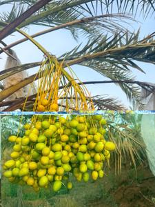 Image of 11000 Sq.ft Residential Plot / Land for sale in Ongole, Prakasam for Rs. 1010000
