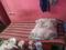 Bedroom Image of Chakraborty paying guest in Maniktala, Kolkata