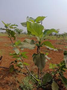 Image of 121 Sq.ft Residential Plot / Land for sale in Chinthapally, Nalgonda for Rs. 500000