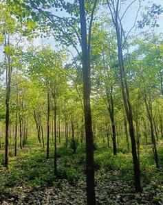 Image of 100 Sq.ft Residential Plot / Land for sale in Charan Sandal Gardens, Ravikamatham, Visakhapatnam for Rs. 350000