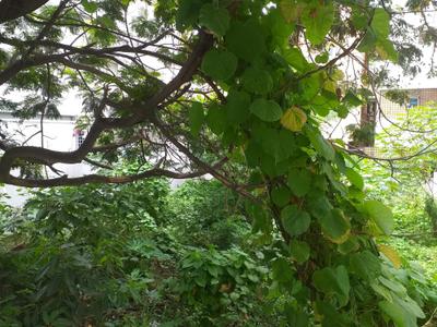 Image of 1200 Sq.ft Residential Plot / Land for sale in The HSR Club residency, HSR Layout, Bengaluru for Rs. 40000000