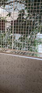Balcony Image of 1500 Sq.ft 2 BHK Independent House for rent in Sainikpuri Secunderabad for Rs. 15000
