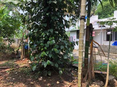 Image of 1200 Sq.ft 3 BHK Independent House for sale in Mannuthy, Thrissur for Rs. 5500000