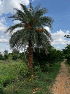 Image of 1060 Sq.ft Residential Plot / Land for sale in Doddaballapura, Bengaluru for Rs. 2650000