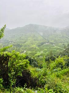 Image of 720 Sq.ft Residential Plot / Land for sale in Mukteshwar, Nainital for Rs. 7250000