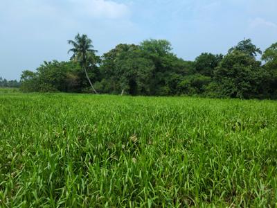 Image of 720 Sq.ft Residential Plot / Land for sale in Wander Valley, Joka, Kolkata for Rs. 277777