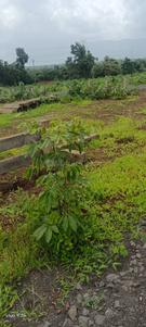 Image of 4812 Sq.ft Residential Plot / Land for sale in Karjat, Thane for Rs. 7218000