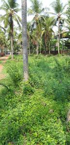 Image of 21780 Sq.ft Residential Plot / Land for sale in Vadakkencherry, Palakkad for Rs. 3500000