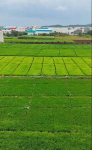 Image of 336 Sq.ft 1 BHK Apartment / Flat for sale in Maple Aapla Ghar Chakan Talegaon, Chakan, Pune for Rs. 1900000