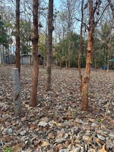 Image of 9600 Sq.ft Residential Plot / Land for sale in Emerald Enclave, Hebbal, Mysore for Rs. 46000000
