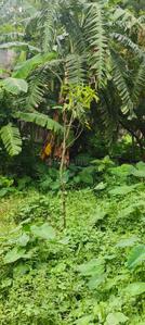Image of 3060 Sq.ft Residential Plot / Land for sale in Barrackpore Akashdeep, Barrackpore, Kolkata for Rs. 5575000