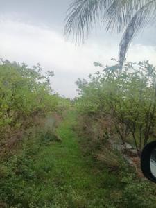 Image of 242 Sq.ft Residential Plot / Land for sale in Shamirpet, Hyderabad for Rs. 2500000