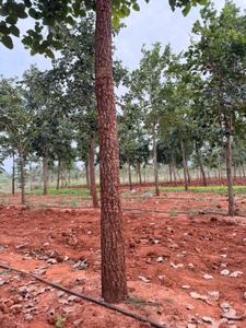 Image of 10800 Sq.ft Residential Plot / Land for sale in Donakonda, Prakasam for Rs. 1000000