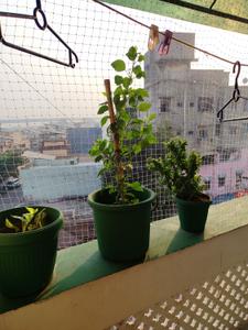 Balcony Image of 380 Sq.ft 1 BHK Apartment / Flat for sale in Ghodasar Ahmedabad for Rs. 2150000