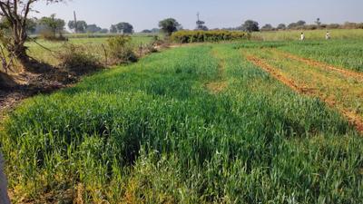 Image of 8000 Sq.ft Residential Plot / Land for sale in Ghatampur, Kanpur for Rs. 9500000