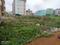 Pahala Plot View 2