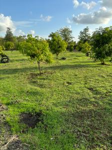 Image of 624 Sq.ft 1 BHK Farm House for sale in Palghar, Mumbai for Rs. 20000000