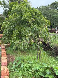 Image of 24976 Sq.ft Residential Plot / Land for sale in Niwali, Ratnagiri for Rs. 9000000