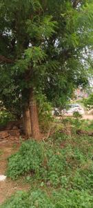 Image of 310 Sq.ft Residential Plot / Land for sale in Randheja, Gandhinagar for Rs. 30000000