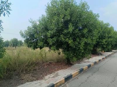 Devender Colony Plot View 2