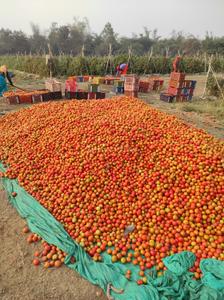 Image of 5000 Sq.ft Residential Plot / Land for sale in Tatibandh, Raipur for Rs. 3375000