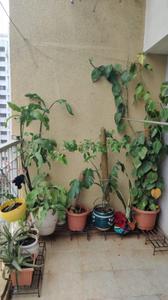 Balcony Image of 900 Sq.ft 2 BHK Apartment / Flat for sale in Kalpataru Serenity, Hadapsar Pune for Rs. 7800000