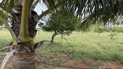 Image of 4275 Sq.ft Residential Plot / Land for sale in Mansanpally, Hyderabad for Rs. 5244000