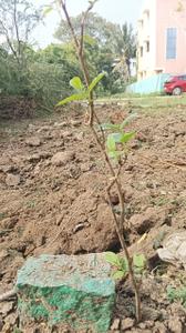 Image of 1750 Sq.ft Residential Plot / Land for sale in Vazhu Thareddy, Viluppuram for Rs. 4100000