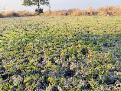 Image of 1089 Sq.ft Residential Plot / Land for sale in Invest Mahamumbai Plots In Chirle, Belondakhar, Navi Mumbai for Rs. 600000