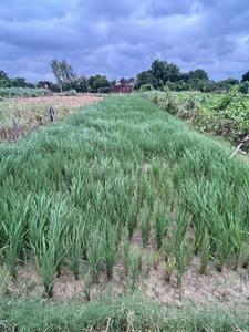 Image of 4800 Sq.ft Residential Plot / Land for sale in Rampur Japti Mafi Or Rampur, Azamgarh for Rs. 4500000
