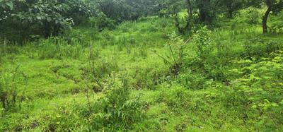 Image of 78000 Sq.ft Residential Plot / Land for sale in Varasgaon, Pune for Rs. 23400000