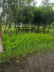 Image of 1264 Sq.ft Residential Plot / Land for sale in DLF Gardencity, Manglia, Indore for Rs. 5680000