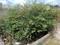 Block C, Sector 81 Plot View 2