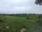 Vindhane Plot View 2