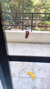 Balcony Image of 600 Sq.ft 1 BHK Apartment / Flat for sale in Bhramha Estate, Kondhwa Pune for Rs. 5100000